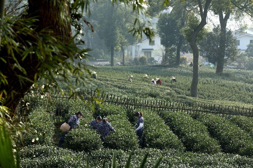 Landison Longjing Resort Χανγκζού Εξωτερικό φωτογραφία